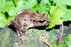 Hamilton's frog (Leiopelma hamiltoni)