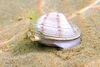 Striped venus clam (Chamelea gallina)