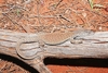 Stripe-tailed pygmy monitor (Varanus caudolineatus)