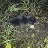 Blind mole (Talpa caeca)