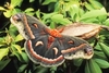 Cecropia moth (Hyalophora cecropia)