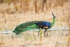 Green peafowl (Pavo muticus)