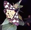 Cream-spot tiger moth (Epicallia villica)