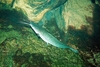 Sharptooth catfish (Clarias gariepinus)