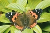 Indian red admiral (Vanessa indica)