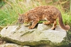 Rusty-spotted cat (Felis rubiginosus)