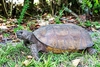 Gopher tortoise (Gopherus polyphemus)