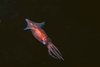 Firefly squid (Watasenia scintillans)