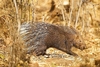 Indian porcupine (Hystrix indica)