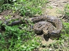 Burmese python (Python bivittatus)