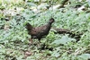 Nahan's partridge (Ptilopachus nahani)