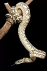 Carpet python (Morelia spilota)