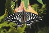 Japanese swallowtail (Papilio xuthus)
