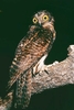 Papuan hawk owl (Uroglaux dimorpha)