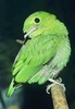 Green broadbill (Calyptomena viridis)