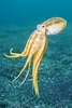Poison ocellate octopus (Amphioctopus mototi)