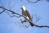 Black-and-white hawk-eagle (Spizaetus melanoleucus)