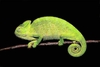 Indian chameleon (Chamaeleo zeylanicus)