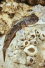 Atlantic mudskipper (Periophthalmus barbarus)
