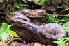 Indian python (Python molurus)
