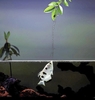 Largescale archerfish (Toxotes chatareus)
