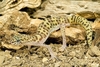 Western banded gecko (Coleonyx variegatus)