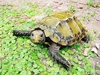 Impressed tortoise (Manouria impressa)
