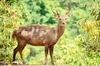 Bawean deer (Axis kuhlii)