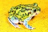 Couch's spadefoot toad (Scaphiopus couchii)