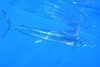 Mediterranean spearfish (Tetrapturus belone)