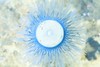 Blue button jellyfish (Porpita porpita)