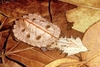 Matamata (Chelus fimbriata)