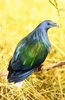 Nicobar pigeon (Caloenas nicobarica)