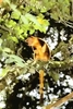Goodfellow's tree kangaroo (Dendrolagus goodfellowi)