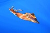 Veined squid (Loligo forbesii)