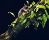 Leadbeater's possum (Gymnobelideus leadbeateri)