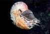 Crusty nautilus (Allonautilus scrobiculatus)