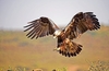Spanish imperial eagle (Aquila adalberti)