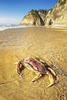 Dungeness crab (Metacarcinus magister)