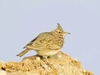 Crested lark (Galerida cristata)