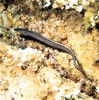 European conger eel (Conger conger)