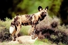 African hunting dog (Lycaon pictus)