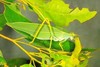 Gum leaf katydid (Torbia viridissima)