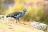 Wattled ibis (Bostrychia carunculata)