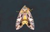 Common fruit-piercing moth (Eudocima phalonia)