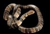 Banded water cobra (Naja annulata)