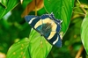 Zodiac moth (Alcides zodiaca)