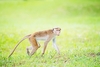 Toque macaque (Macaca sinica)