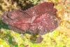 Sailfin leaf fish (Taenianotus triacanthus)