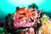 Pacific giant octopus (Enteroctopus dofleini)